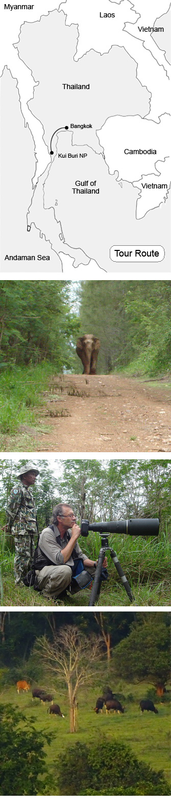 wild elephant watching kuiburi